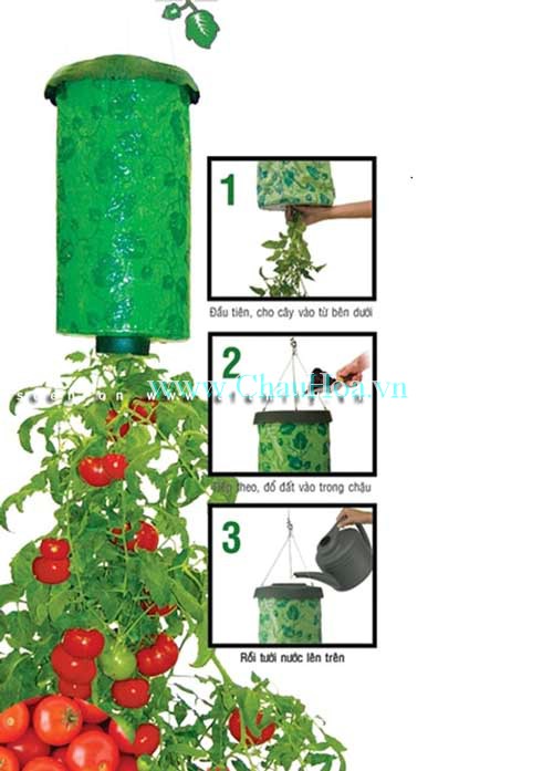 Hoa dừa cạn rủ, hoa dua can ru, hoa Tết, hoa Tet, hạt giống hoa, hoa treo, dạ yến thảo, hoa treo ban công, hạt giống hoa oải hương, bán hạt giống hoa oải hương, hat giong hoa oai huong, hạt giống  chất lượng cao, hat giong hoa , hat giong hoa chat luong cao, hoa trong tham, hoa trong chau,